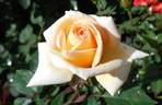 Sam Trivitt rose photo