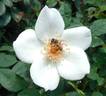 Grace Seward rose photo