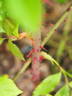 Bardou Job - in commerce rose photo