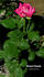 Distant Sounds rose photo