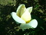 Altesse ® rose photo
