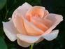 Peach Sherbet rose photo