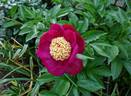 Charles Burgess peony photo