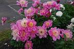 Doreen peony photo