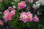 Doreen peony photo