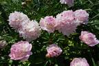 Angel Cheeks peony photo