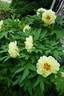 High Noon peony photo