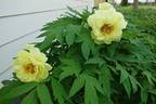 High Noon peony photo