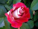 Aline Mayrisch Rose rose photo
