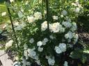 Snowbelt rose photo