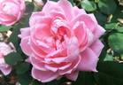 Bubble Double rose photo