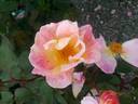 Watercolors ™ rose photo