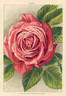Mlle Suzanne Marie Rodocanachi rose photo