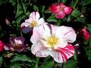 Hugues Aufray ® rose photo