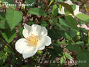 Grace Seward rose photo
