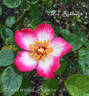 Mrs. Robinson rose photo