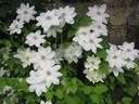 Mrs. George Jackman clematis photo