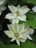 Mrs. George Jackman clematis photo