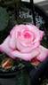 La Minuette rose photo
