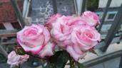 La Minuette rose photo