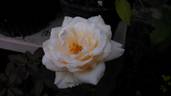 White Christmas rose photo