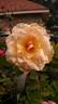 Madame Ravary rose photo