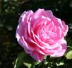 Arcadia rose photo