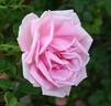 Arcadia rose photo