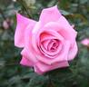 Carmenta rose photo