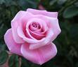 Carmenta rose photo