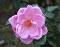 Dancing Lady rose photo