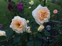By Appointment rose photo