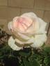 Dermalogica Passion rose photo