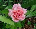 Arioso rose photo