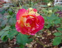 Citrus Splash ™ rose photo
