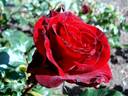 Jacques Prévert ® rose photo
