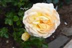Daylight rose photo