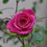 Gloriana 97 rose photo