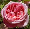 Duquesa rose photo