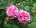 Julie de Mersan rose photo