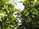 12 Westerland OP 16 rose photo