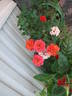 Denver's Dream™ rose photo