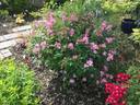 Phloxy Baby rose photo