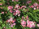 Phloxy Baby rose photo