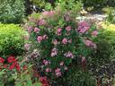 Phloxy Baby rose photo
