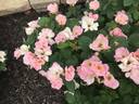 Radsweet rose photo