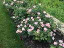 Radsweet rose photo