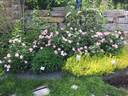 Radsweet rose photo