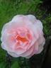 Bubblegum Pink rose photo