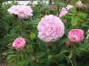 Général Kléber rose photo